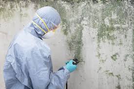 Professional Mold Removal in Wildwood, TN